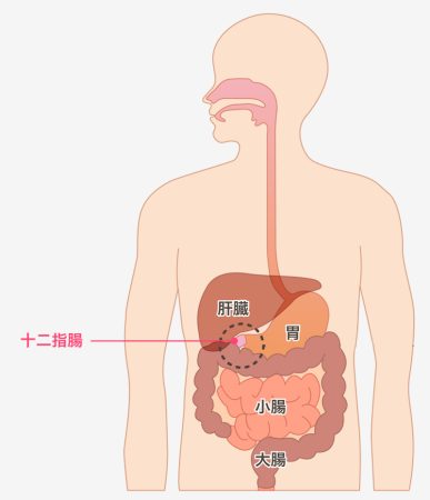 12-duodenum 12-duodenum